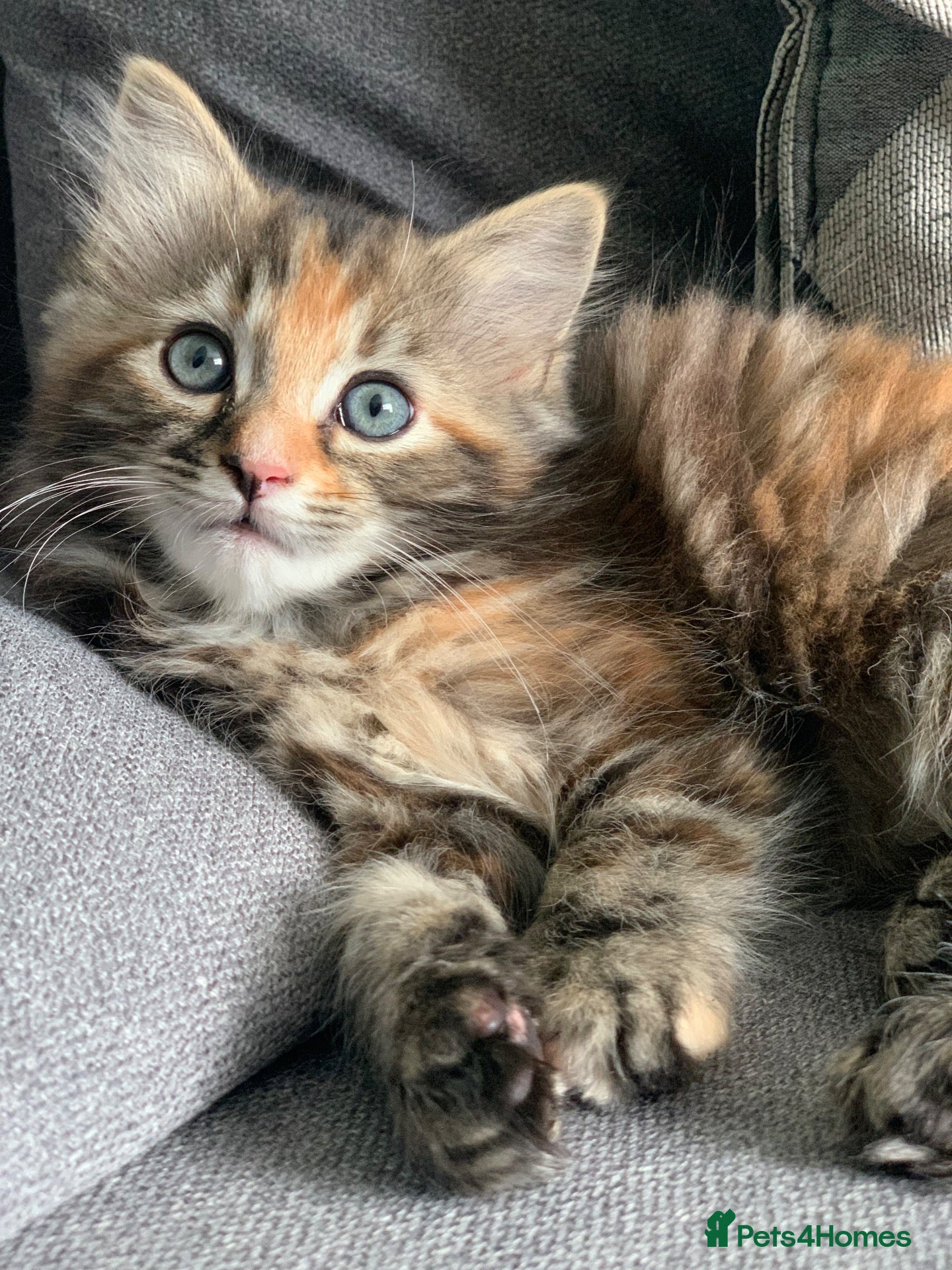 Mixed Breed cats for sale: longhaired female kittens (half Ragdoll mother)  - Advert 4