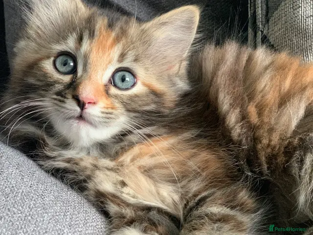 Mixed Breed cats for sale: longhaired female kittens (half Ragdoll mother) - Advert 4