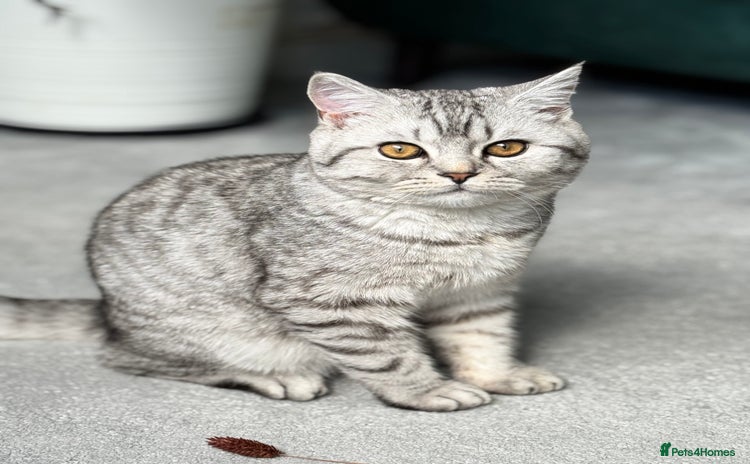 British Shorthair cats - Advert 8