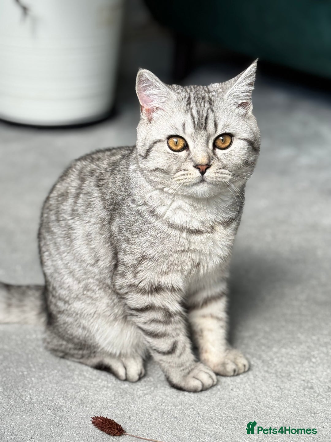 British Shorthair cats for sale: British Shorthair silver tabby  - Image 1