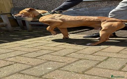 Mixed Breed dogs for sale: F1 bullherder puppies  - Image 17