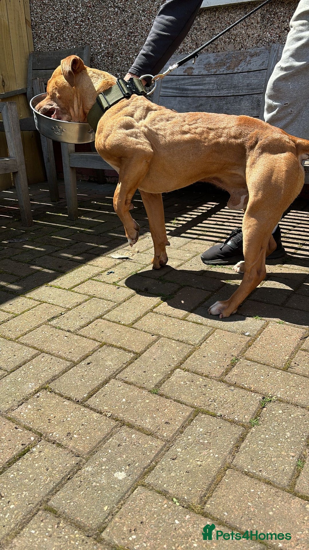 Mixed Breed dogs for sale: F1 bullherder puppies  - Image 17