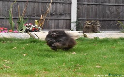 Pomeranian dogs for stud: 💜Handsome Lilac&Blue Pomeranian Brothers! 💙 - Image 5