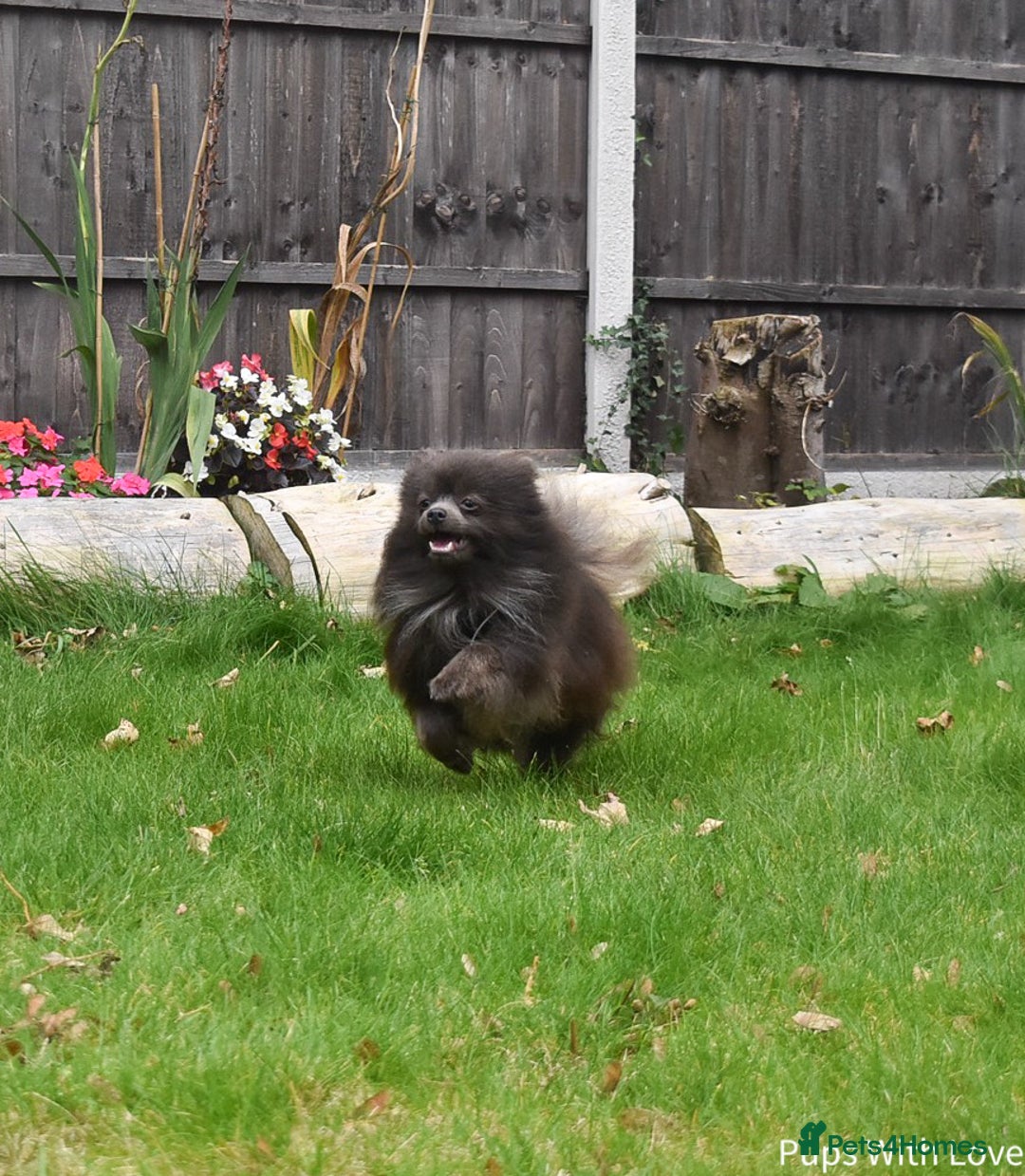 Pomeranian dogs for stud: 💜Handsome Lilac&Blue Pomeranian Brothers! 💙 - Image 5