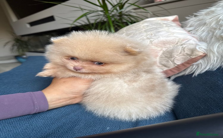 Pomeranian dogs - Advert 1