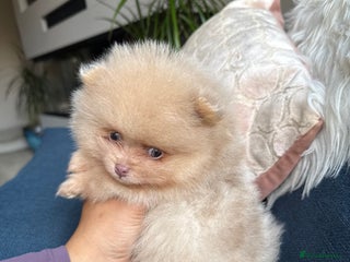 Pomeranian dogs - Advert 1