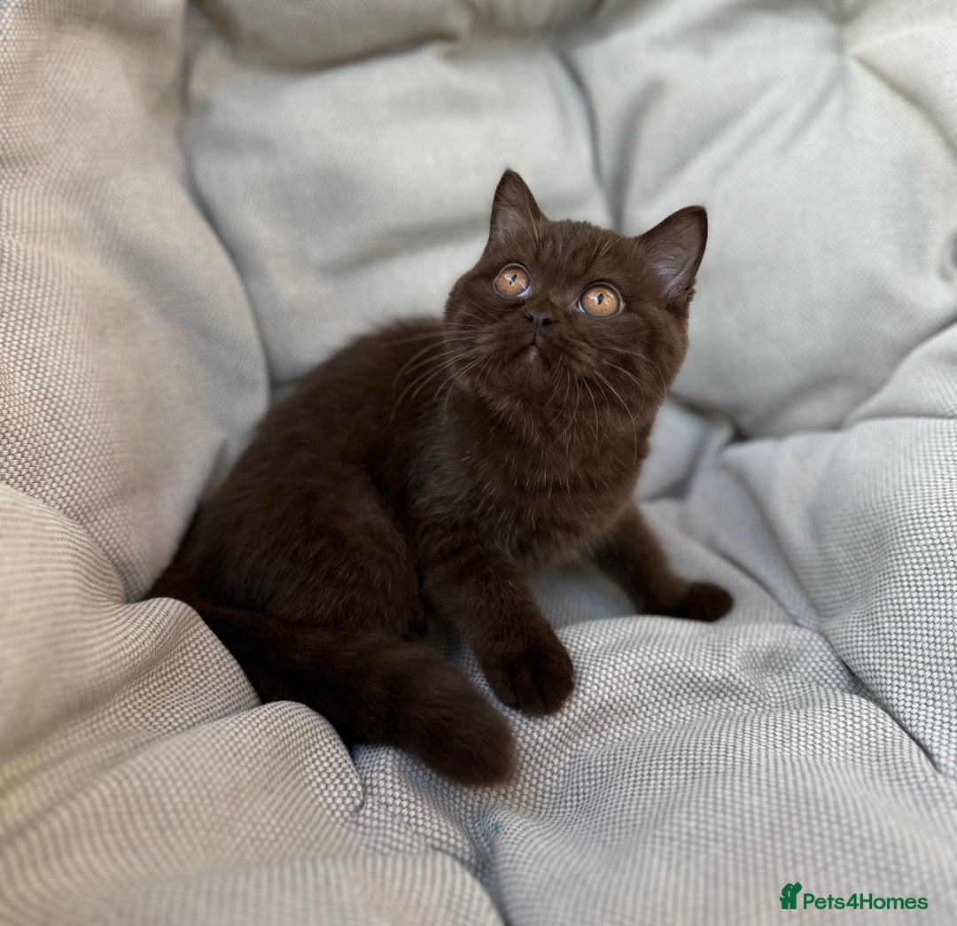 British Shorthair cats for sale: Ready British Shorthair Chunky Kittens - Image 24