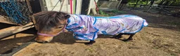 Dartmoor horses for sale: Dartmoor shetland pony  - Advert 5