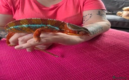 Chameleon reptiles for sale: Ambilobe panther chameleon and viv - Image 6