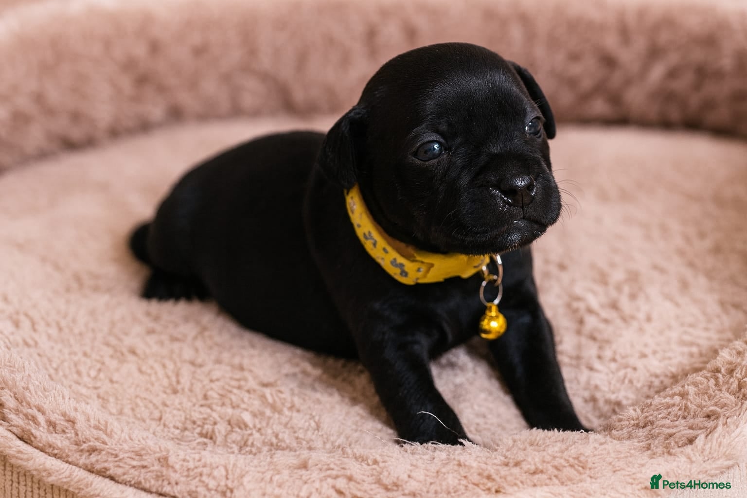 Staffordshire Bull Terrier dogs VALGO TOP GUN PUPPIES NOW AVAILABLE WOW 😍  - Advert 1