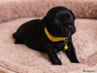 Staffordshire Bull Terrier dogs VALGO TOP GUN PUPPIES NOW AVAILABLE WOW 😍 - Advert 5