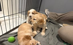 Cocker Spaniel dogs for sale: 5 gorgeous cocker spaniel puppies - Image 5