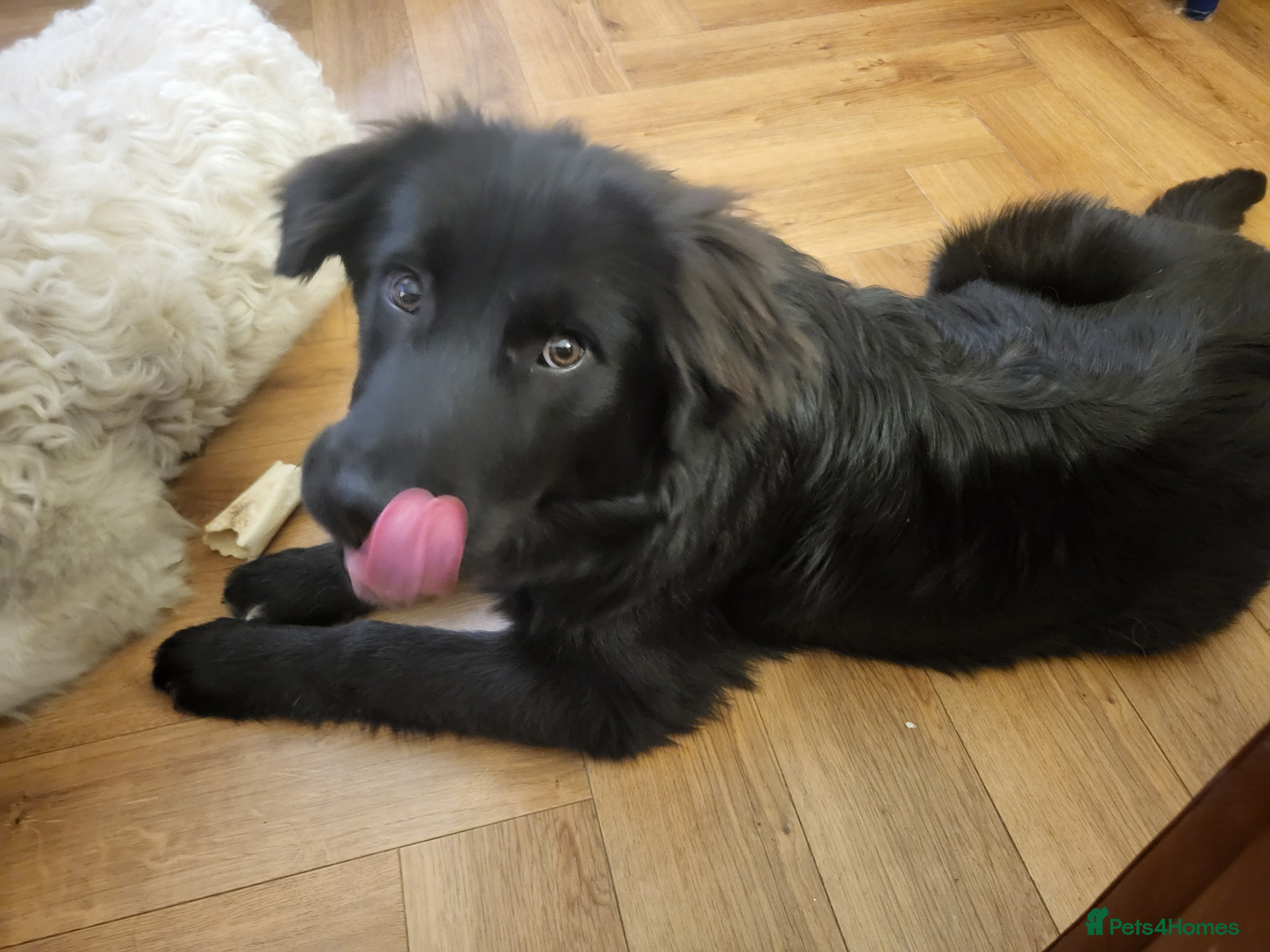 Mixed Breed dogs SWEEP  - Advert 18