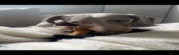 Miniature Dachshund dogs for stud: Miniature dachshund stud  - Advert 3