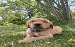 Golden Retriever dogs for sale: Kc pedigree golden retrievers (fox red  in Malton - Image 1