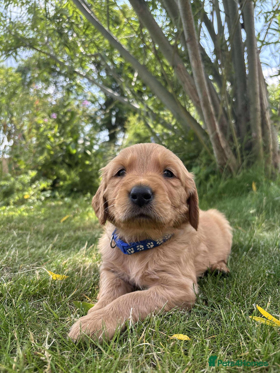 Golden Retriever dogs for sale: Kc pedigree golden retrievers (fox red  in Malton - Image 1