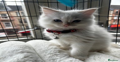Ragdoll cats - Advert 5