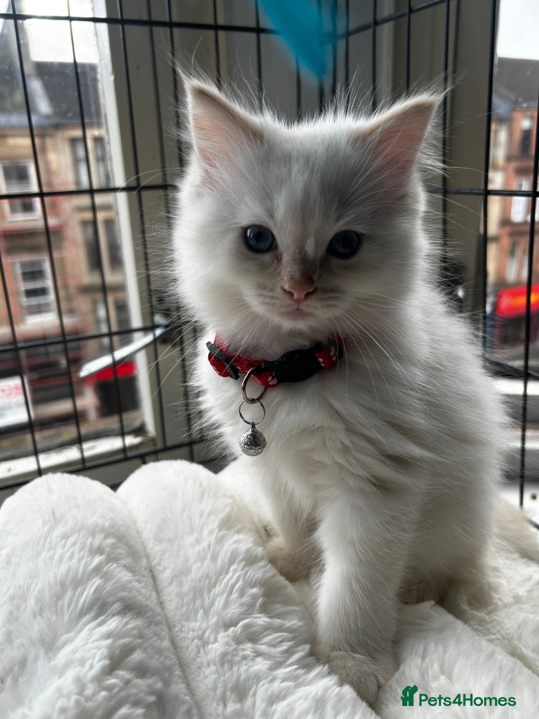 Ragdoll cats for sale: 3 STUNNING RAGDOLL KITTENS AVAILABLE - Image 2