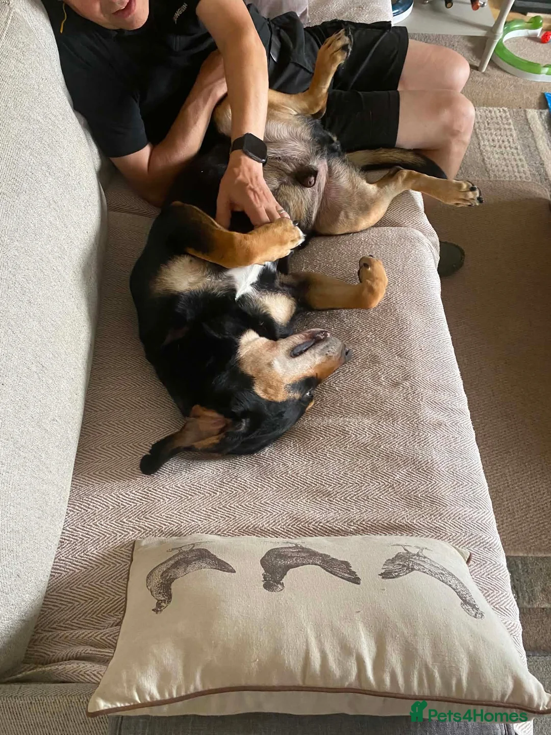 Mixed Breed dogs for adoption: Bruno - Jura Hound for adoption in Northampton - Advert 2