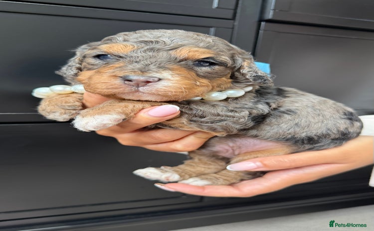 Cavapoo dogs - Advert 8