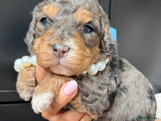 Cavapoo dogs - Advert 15