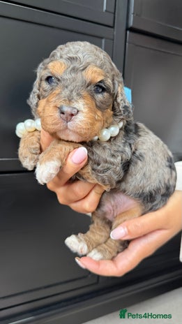 Cavapoo dogs - Advert 8