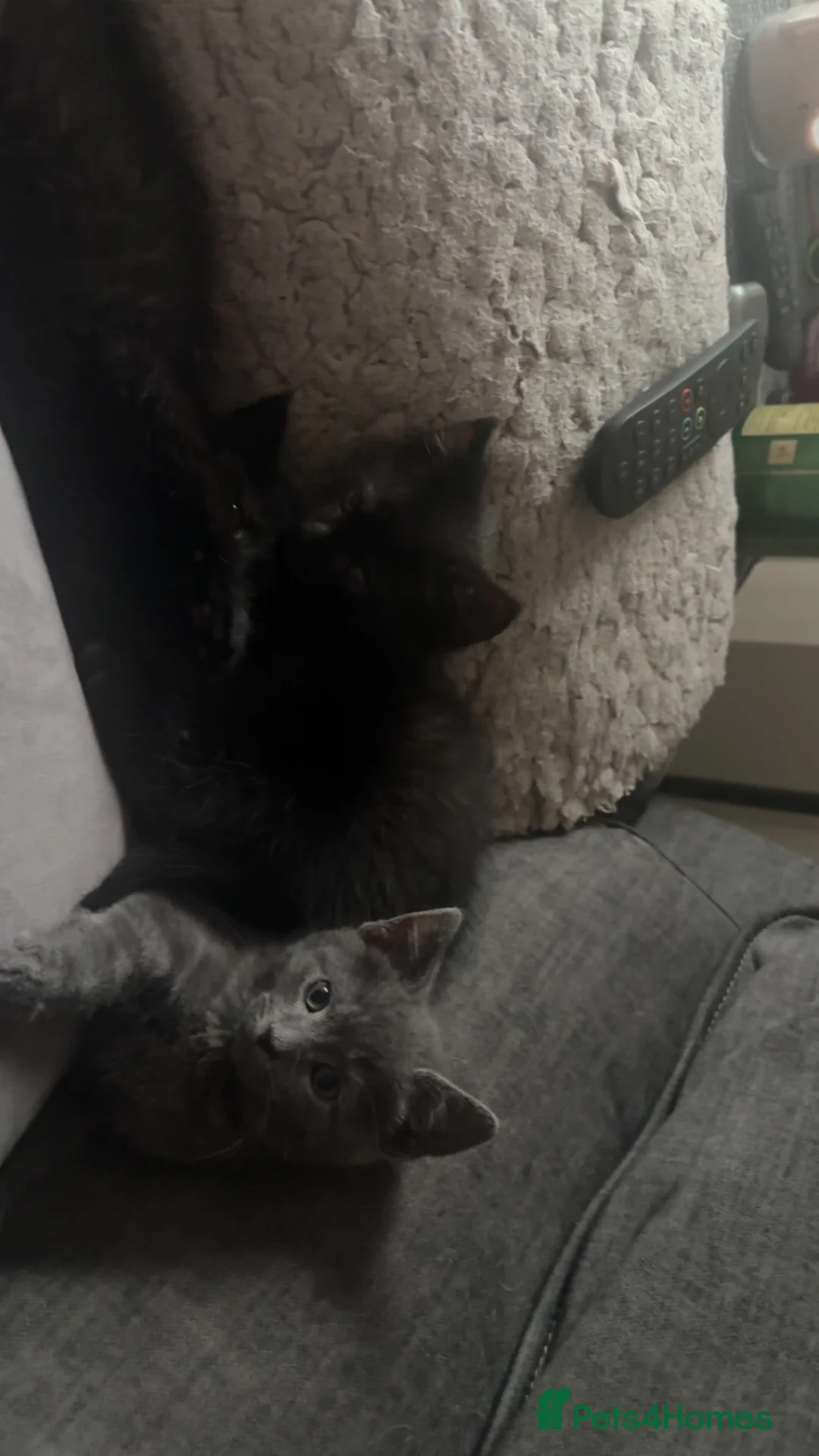 Mixed Breed cats for sale: Mix breed Maine coon kittys  - Advert 4