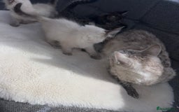 Ragdoll cats for sale: Ragdoll X bengals  - Image 16
