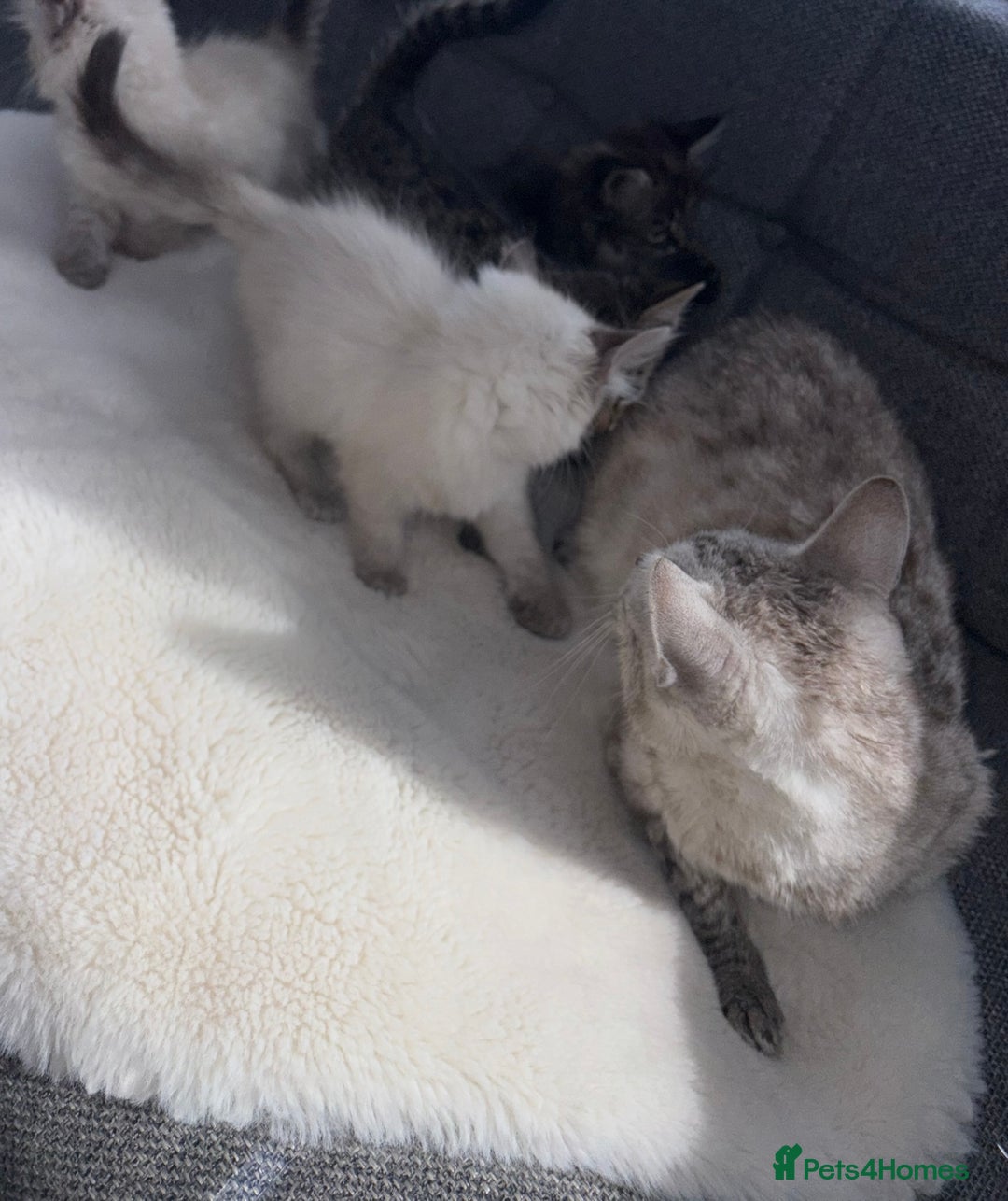 Ragdoll cats for sale: Ragdoll X bengals  - Image 16