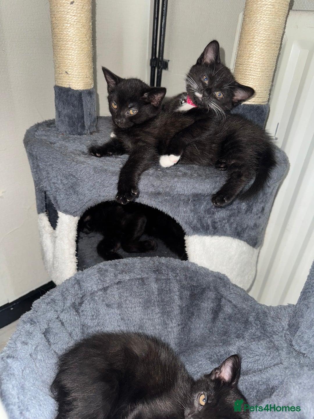 Bombay cats for sale: Bombay Girl Kittens Looking for Loving Homes  - Advert 11