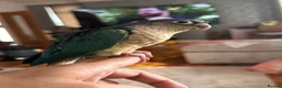 Conures birds for sale: Hand reared tame conure and kakarikis  - Advert 4