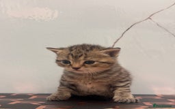 British Shorthair cats for sale: Cute British Short Haired Baby Kittens 🐈‍⬛  - Advert 3