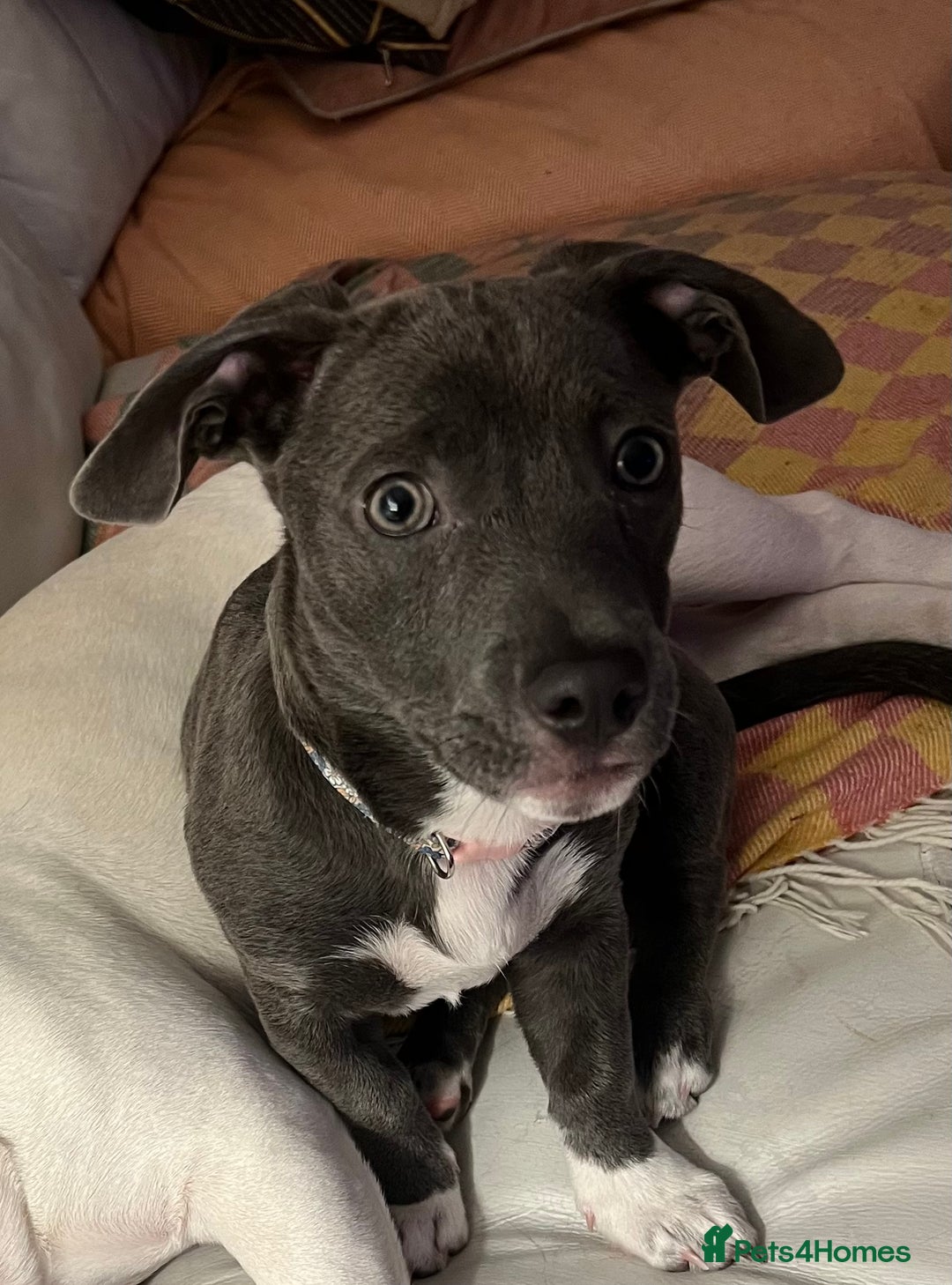 Mixed Breed dogs for sale: Frenchie x dachshund  - Advert 1