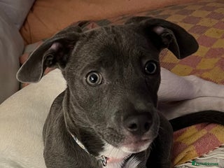 Mixed Breed dogs Frenchie x dachshund - Advert 1