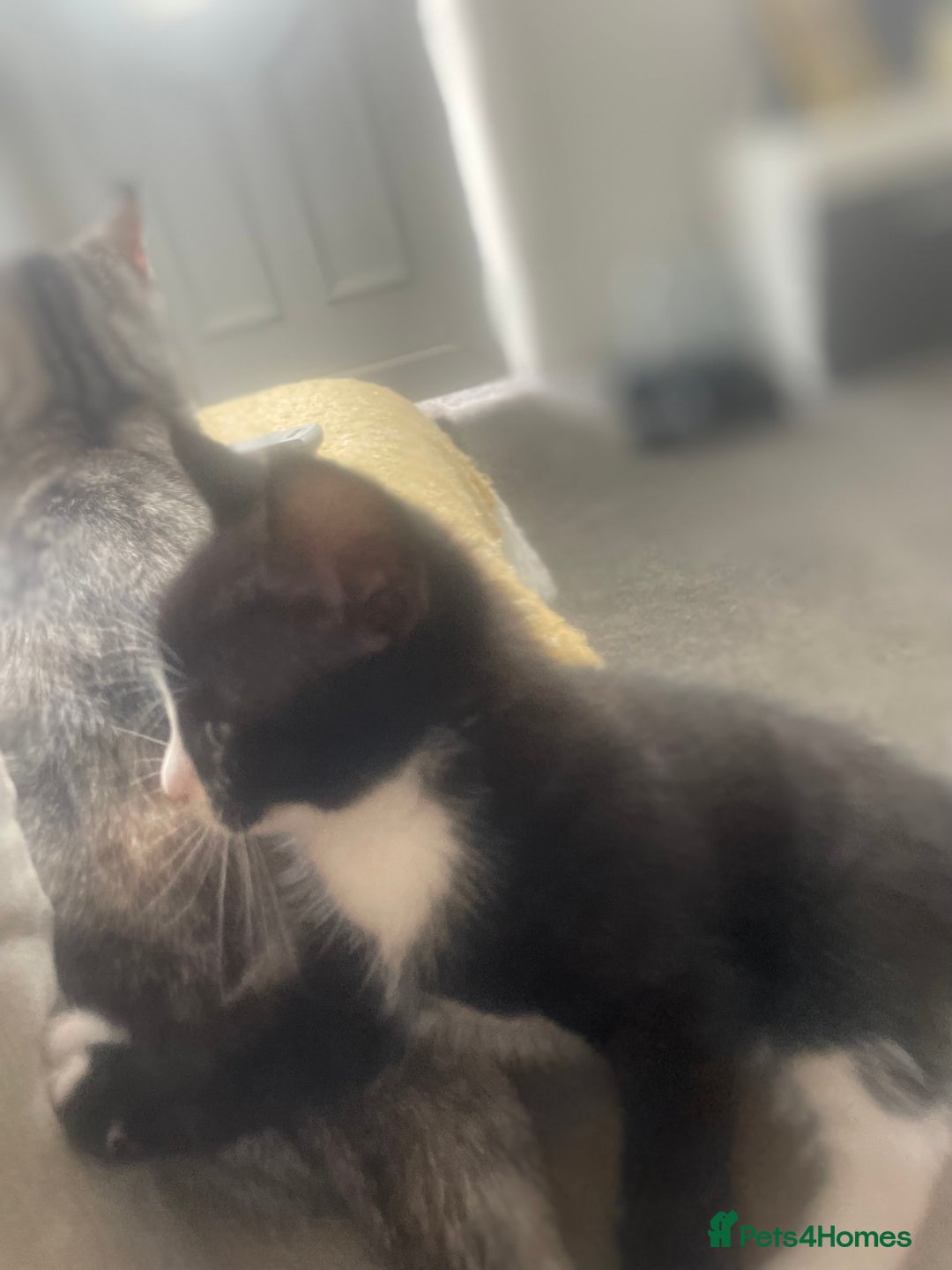 Mixed Breed cats for sale: Last remaining kitten - Image 4