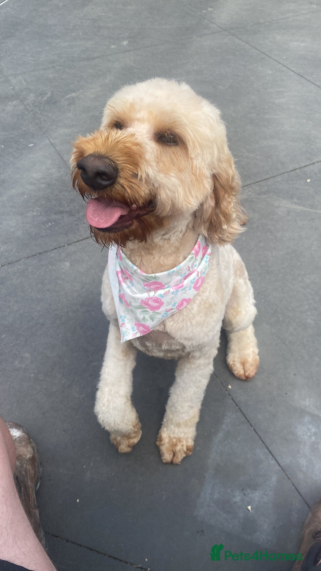 Irish Doodle dogs for sale: Irish doodle puppies - Image 6