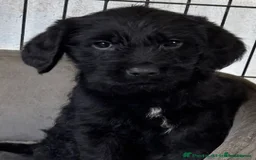 Labradoodle dogs for sale: Fully Vaccinated, Lab x Australian Labradoodles  - Image 12