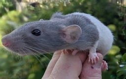 Rat rodents for sale: Fancy,Dumbo,Siamese and Rex Rats For Sale - Image 7