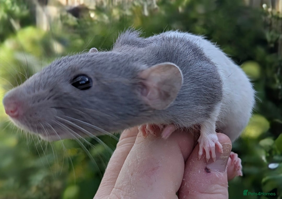 Rat rodents for sale: Fancy,Dumbo,Siamese and Rex Rats For Sale - Image 7