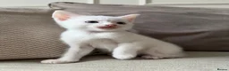 Domestic Shorthair cats for sale: White Male READY TO LEAVE - Advert 2