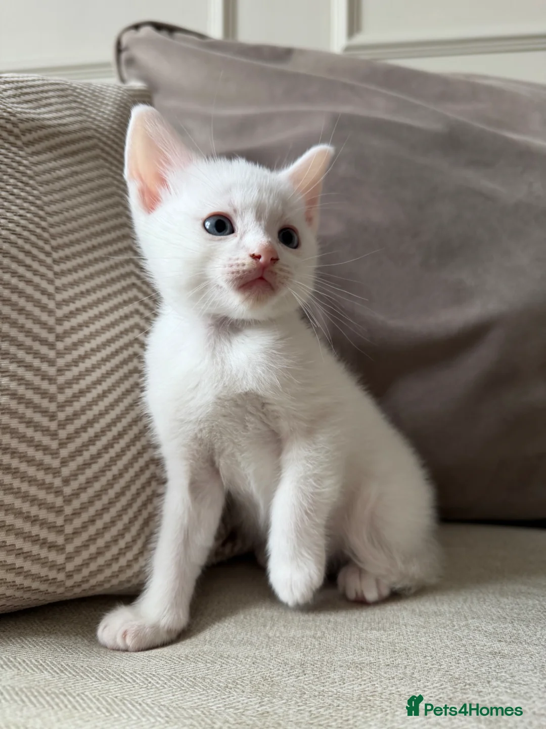 Domestic Shorthair cats for sale: White Male READY TO LEAVE - Advert 2