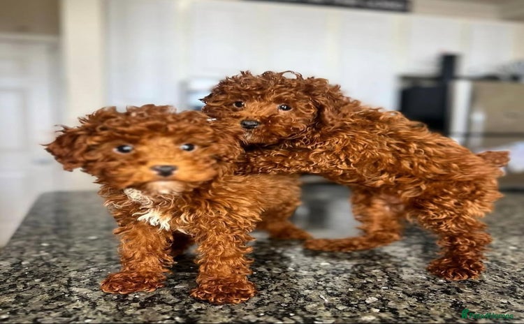 Toy Poodle dogs - Advert 2