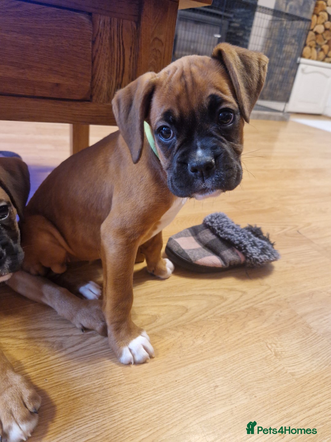 Boxer dogs for sale: FINAL PUP (PINK), READY TO GO KC reg bobtail boxer - Advert 26