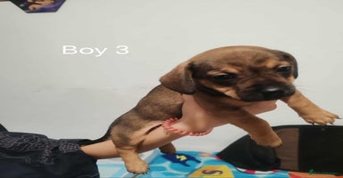 Mixed Breed dogs - Advert 4