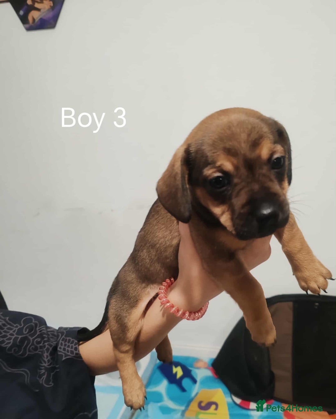 Mixed Breed dogs for sale: Puppy’s for sale  - Image 3