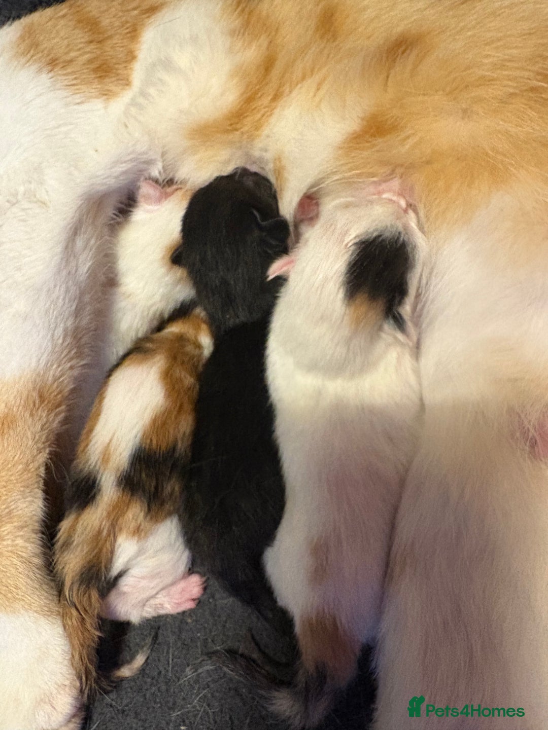 Mixed Breed cats for sale: 2 girls 2 boys beautiful playful kittens - Image 3