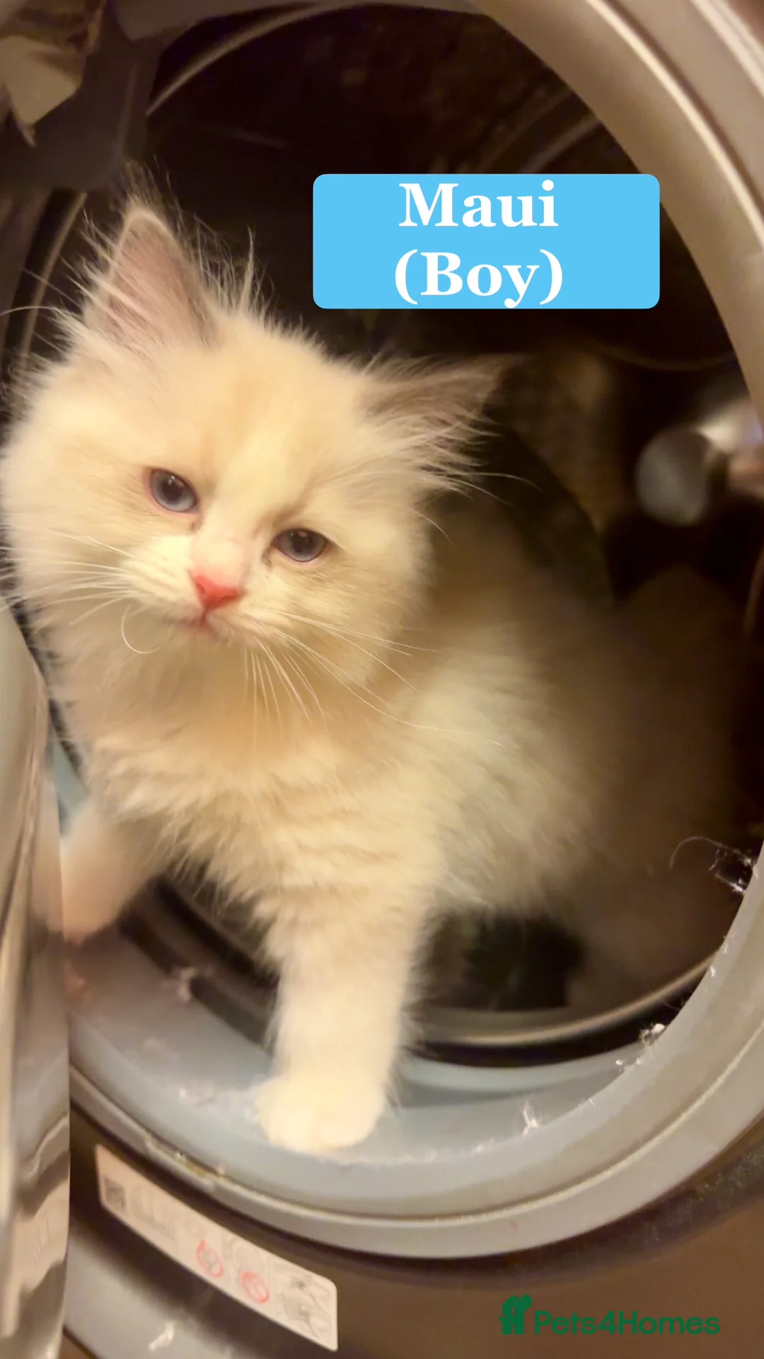 Ragdoll cats for sale: Adorable Pure Breed Ragdoll Kittens ❤️ - Advert 25