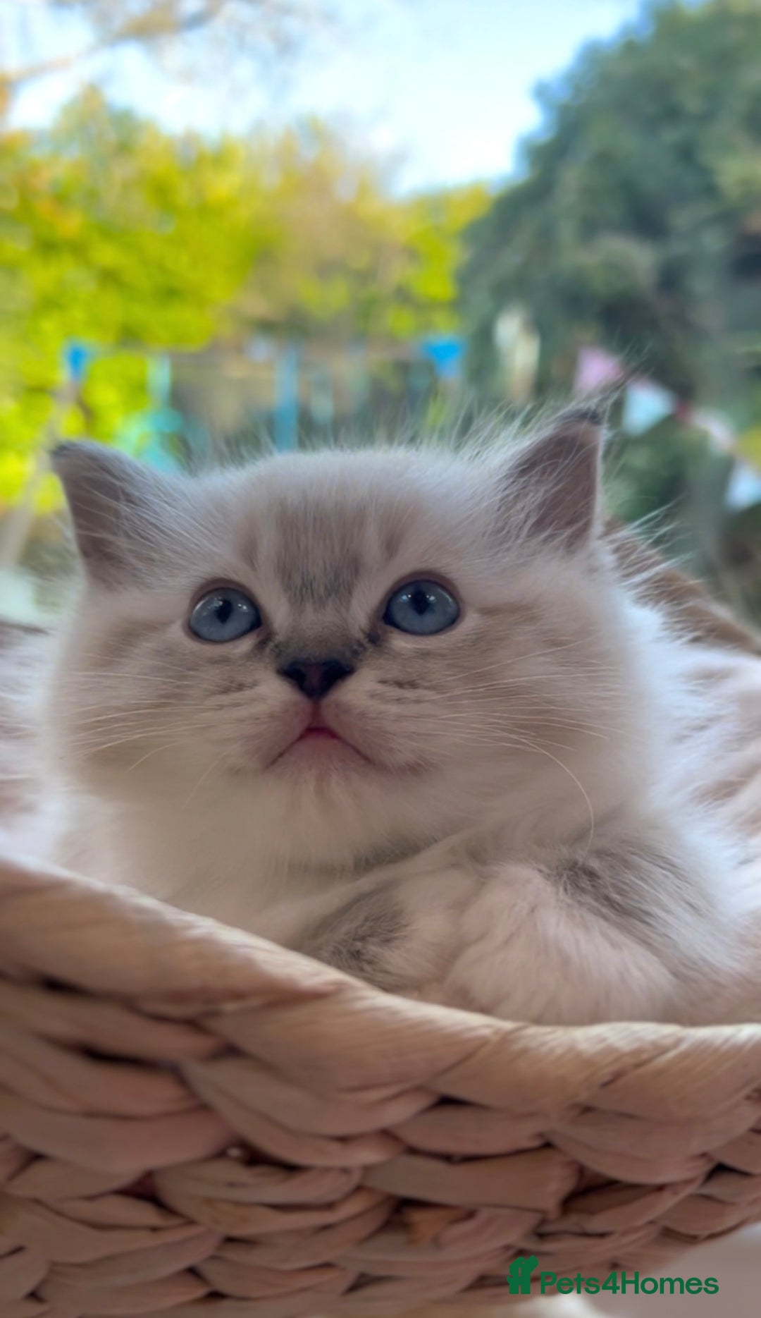 Ragdoll cats for sale: GCCF Registered. Grand Champion Bloodlines. - Advert 23