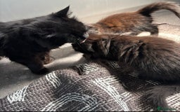 Mixed Breed cats for sale: One long haired girl for sale - Image 5