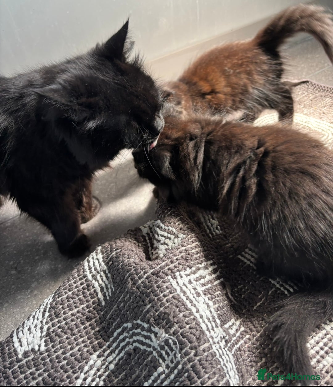 Mixed Breed cats for sale: One long haired girl for sale - Image 5